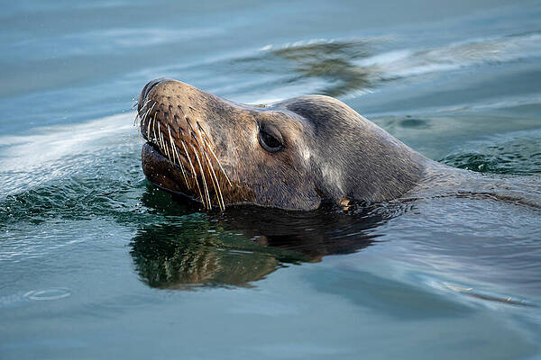 Water life