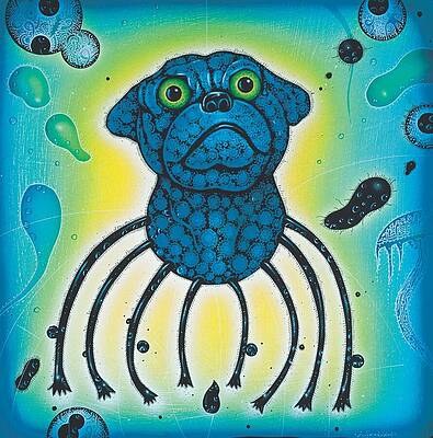 Spider 