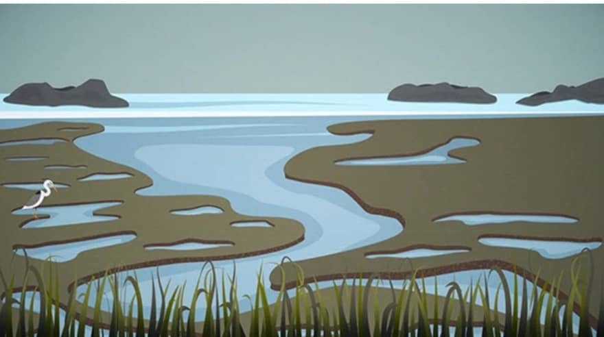 Salt Marsh
